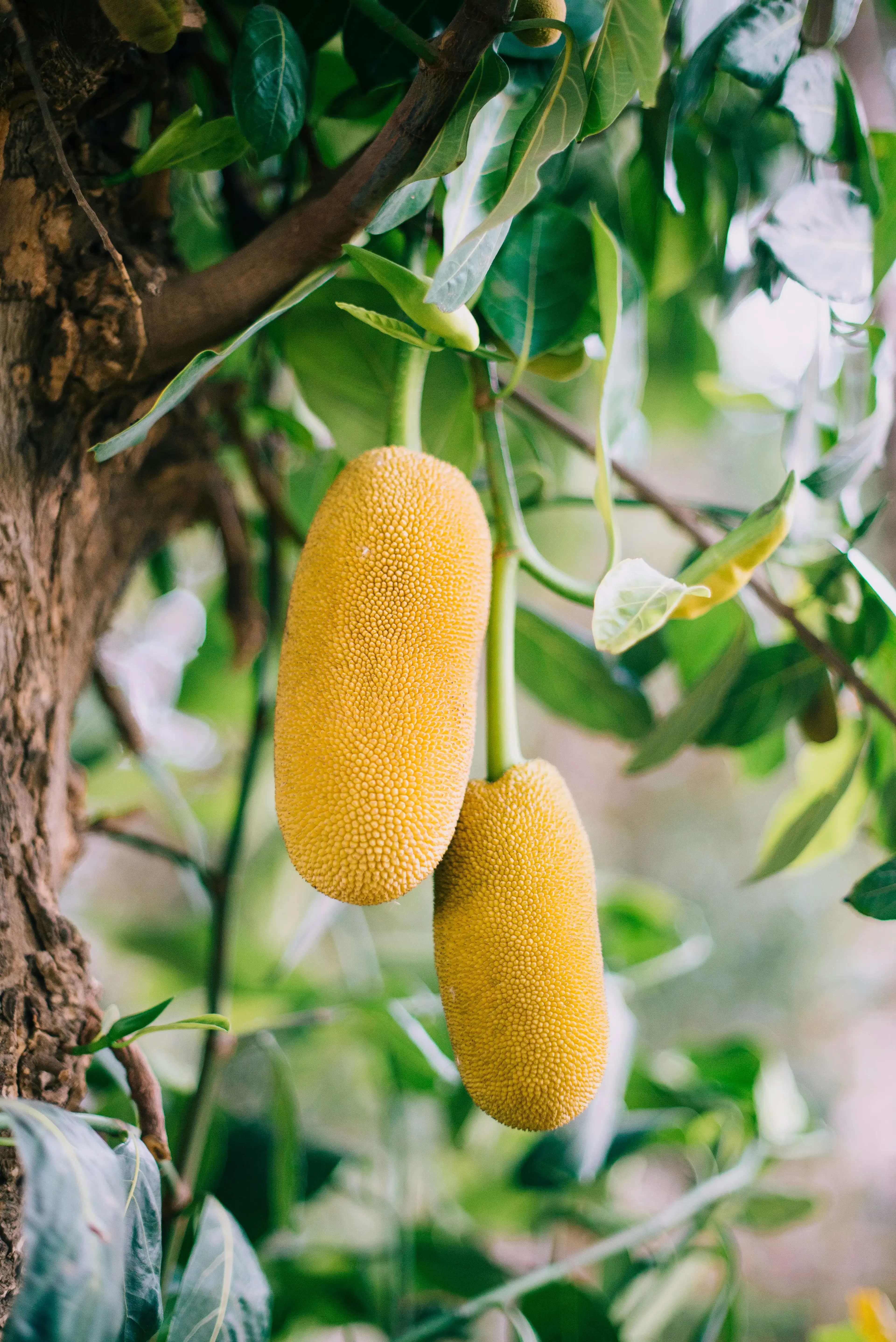 Fresh fruits