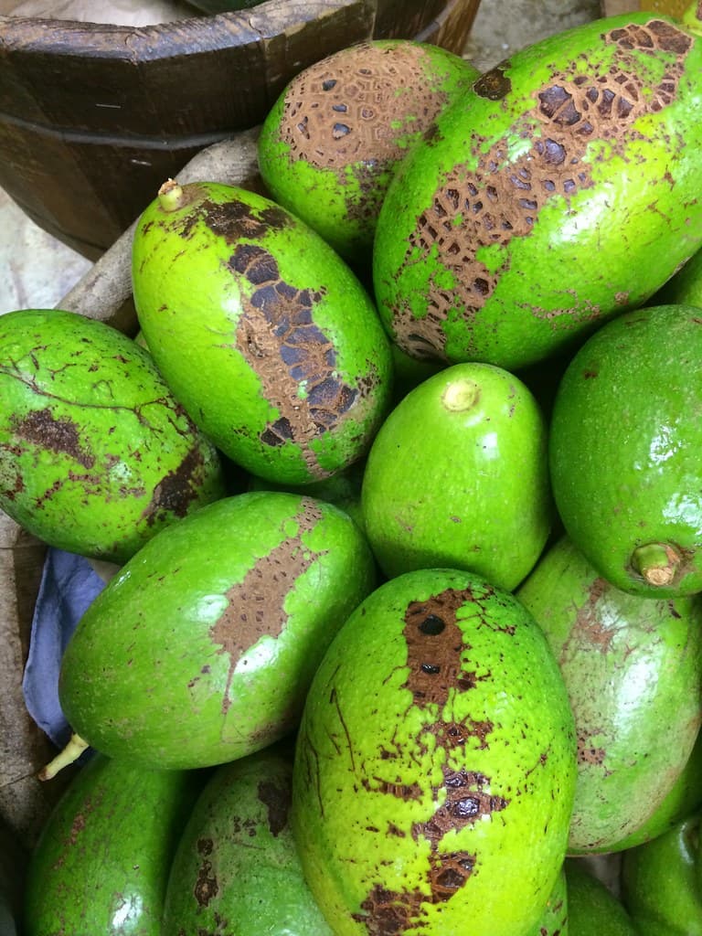 Avocado Big Shinny
