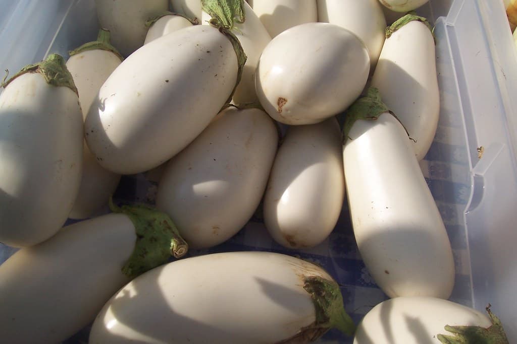 African Eggplant White