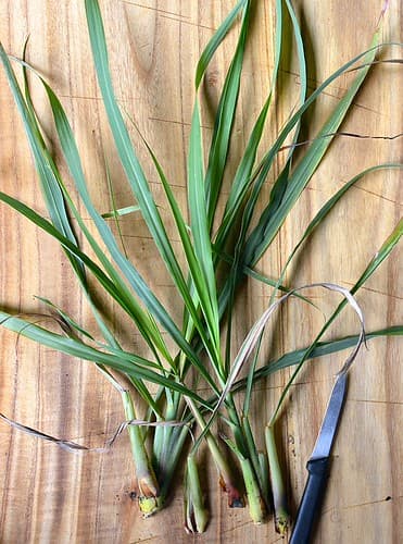 Lemongrass
