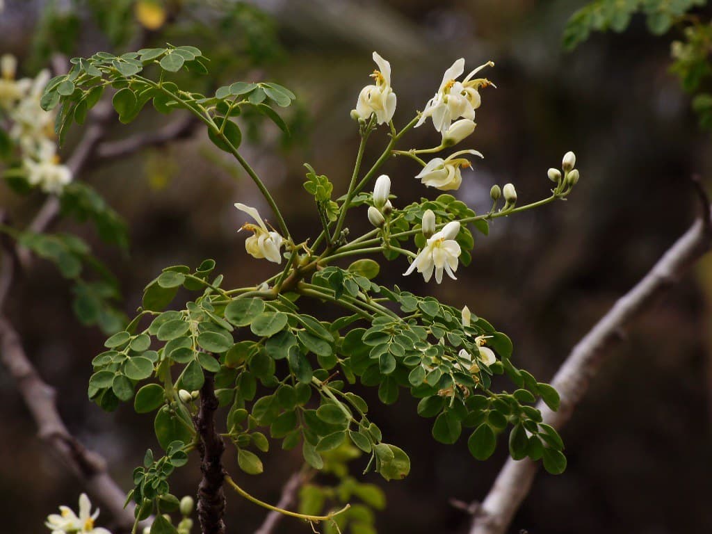 Moringa / Drumstick Leaves