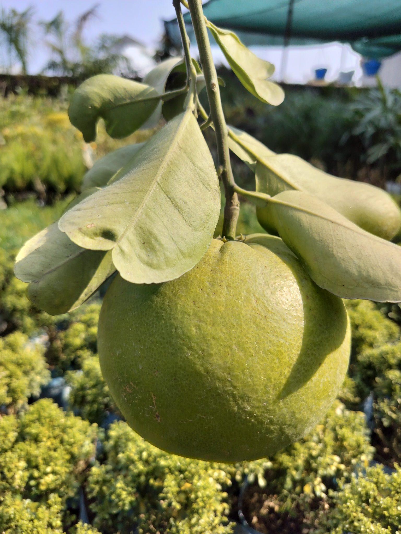 Pomelo