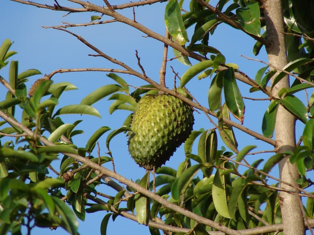 SourSop fresh