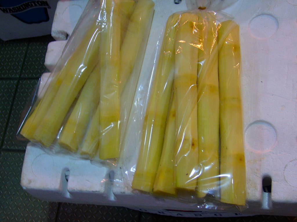 Sugar Cane