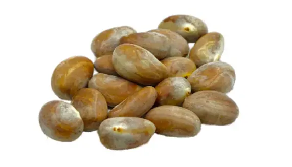 Jacks Fruit Seed